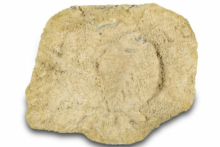 Fossil Leaf Preserved In Travertine - Austria #301607